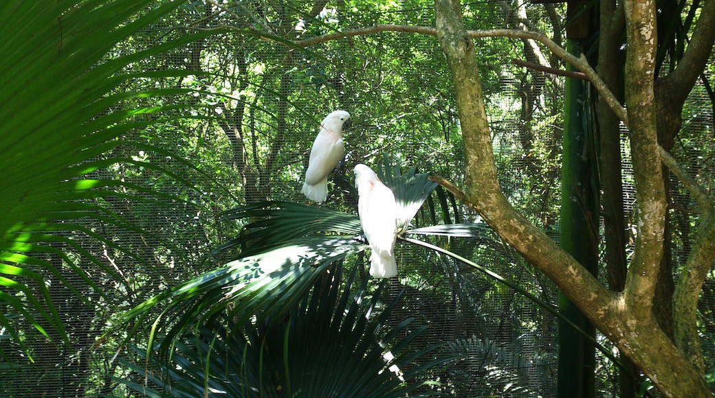 白鳳頭鸚鵡 Cacatua alba