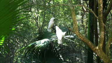 白鳳頭鸚鵡 Cacatua alba