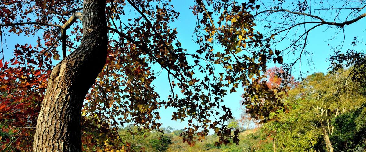 A tree with autumn leaves reflecting in a calm river surrounded by greenery.