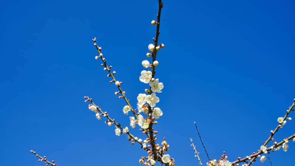 White plum blossoms in full bloom, attracting bees for nectar, blue sky.The unique winter forest in Dongshi Forest adds to the mountain scenery. Taichung, Taiwan. 21 Jan. 2021.