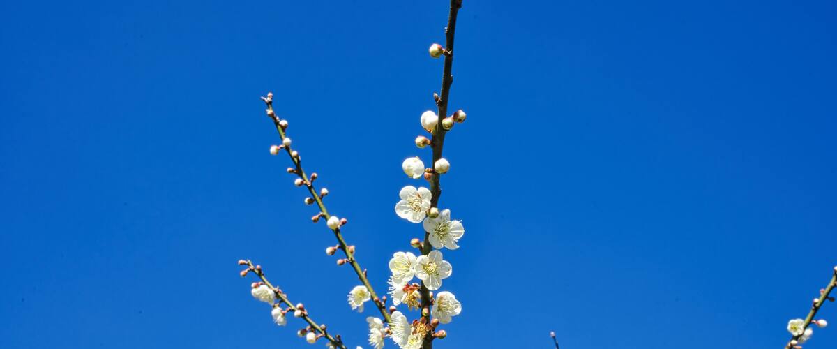 White plum blossoms in full bloom, attracting bees for nectar, blue sky.The unique winter forest in Dongshi Forest adds to the mountain scenery. Taichung, Taiwan. 21 Jan. 2021.