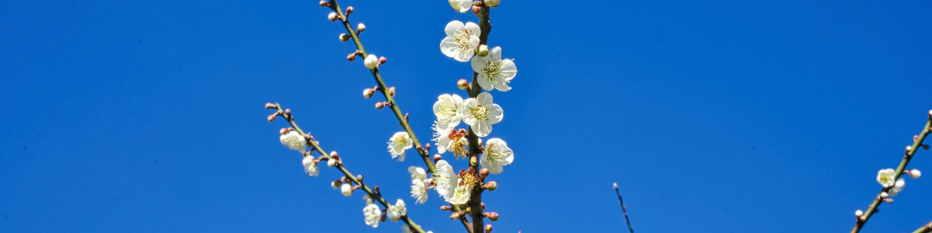 White plum blossoms in full bloom, attracting bees for nectar, blue sky.The unique winter forest in Dongshi Forest adds to the mountain scenery. Taichung, Taiwan. 21 Jan. 2021.