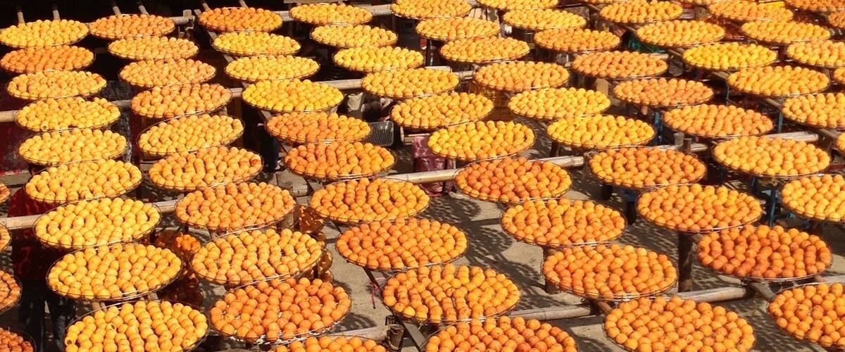 Sun drying Persimmons to turn them into the well known local delicacy using traditional method. Dried persimmons are great as snack and add great flavor to gourmet dishes!