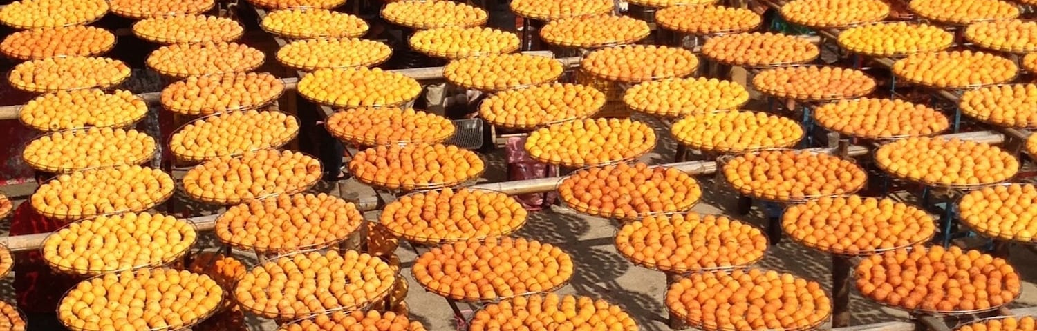 Sun drying Persimmons to turn them into the well known local delicacy using traditional method. Dried persimmons are great as snack and add great flavor to gourmet dishes!
