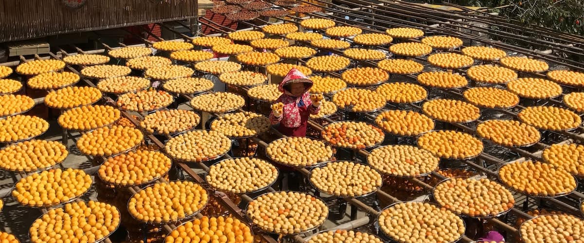 Persimmons drying under the sun in Xinpu.