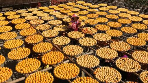 Persimmons drying under the sun in Xinpu.