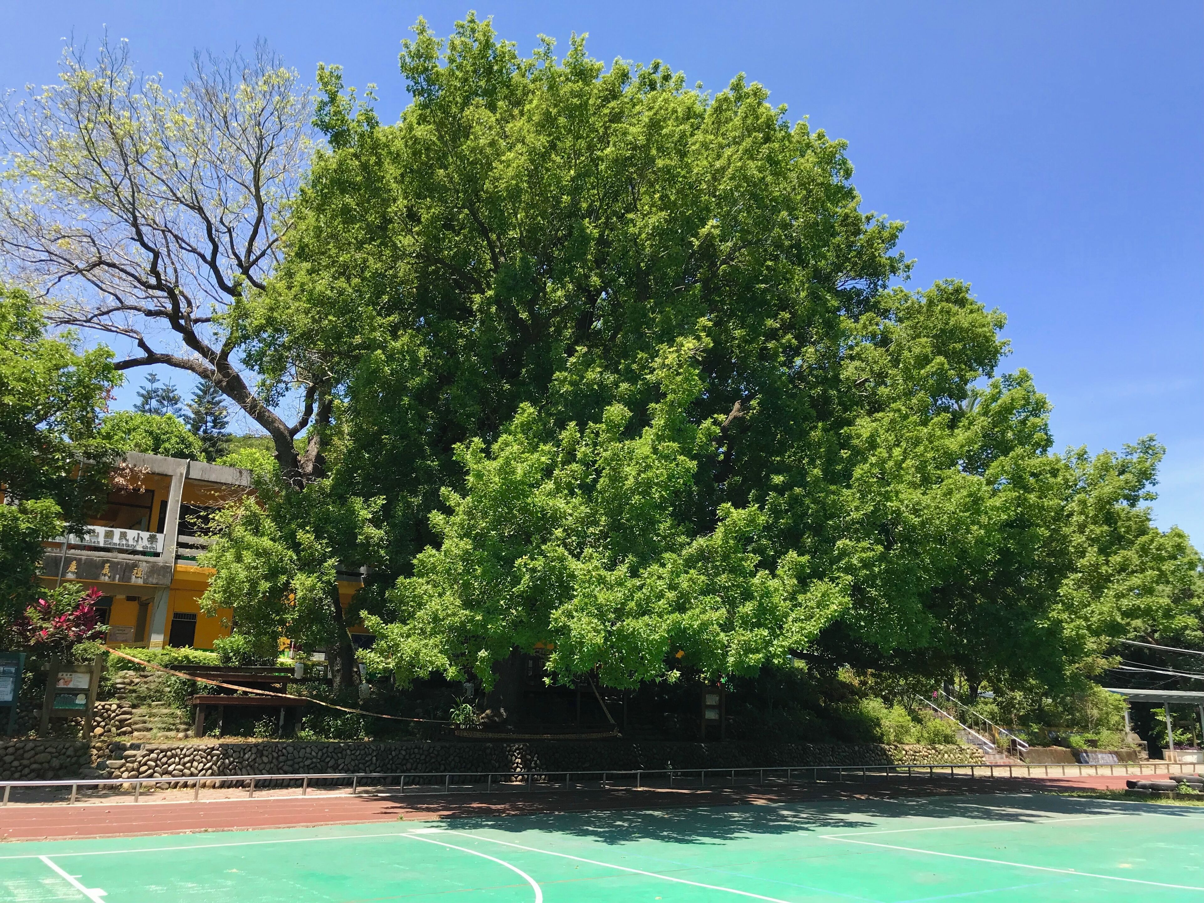 文山國小楓樹伯公