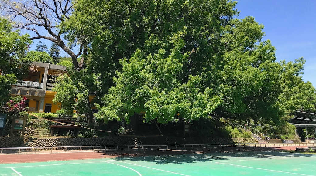 文山國小楓樹伯公