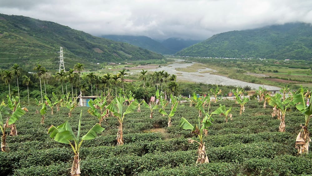 A lush valley with banana plants and a river.
