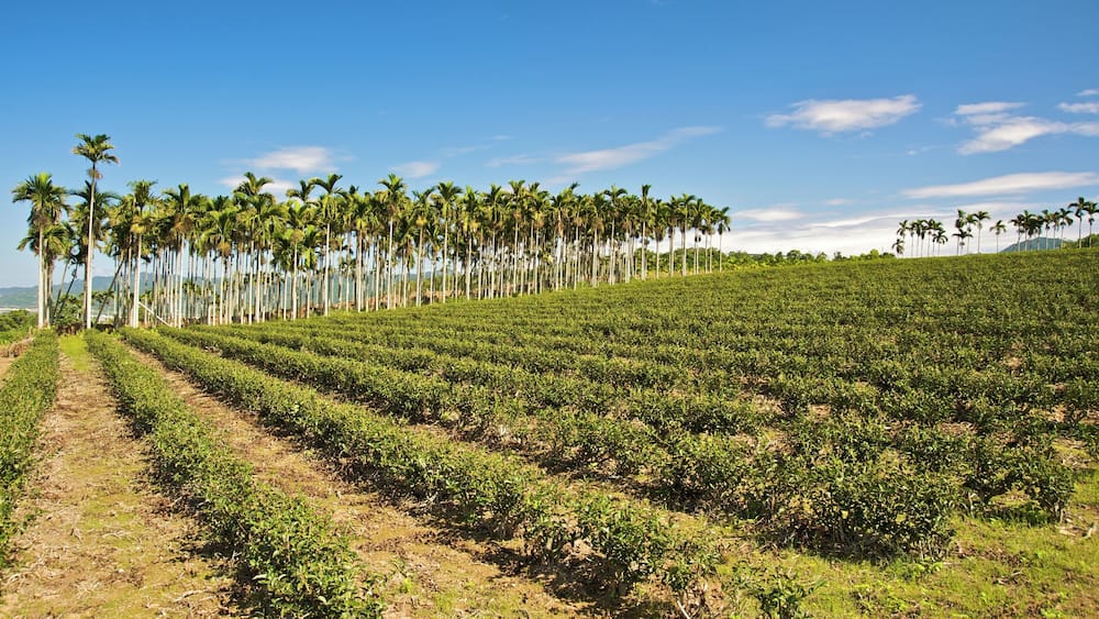 Tea plantation in the WuHe area in Ruisui, Wuhe, Taiwan