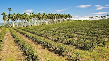 A plantation with rows of crops and a line of palm trees in the background.
