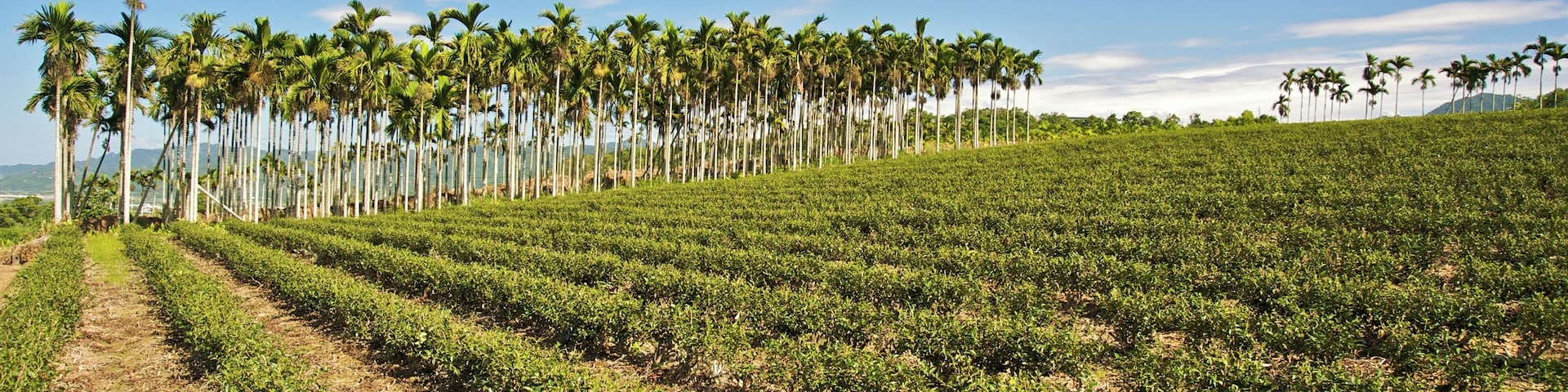 Tea plantation in the WuHe area in Ruisui, Wuhe, Taiwan