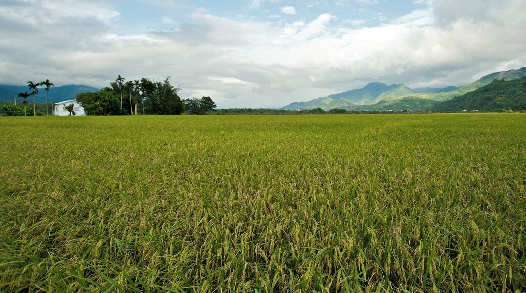 Rice paddy by the Huatung Highway in Taiwan