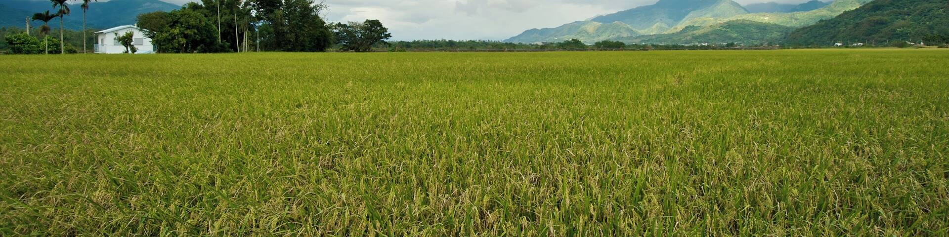 Rice paddy by the Huatung Highway in Taiwan