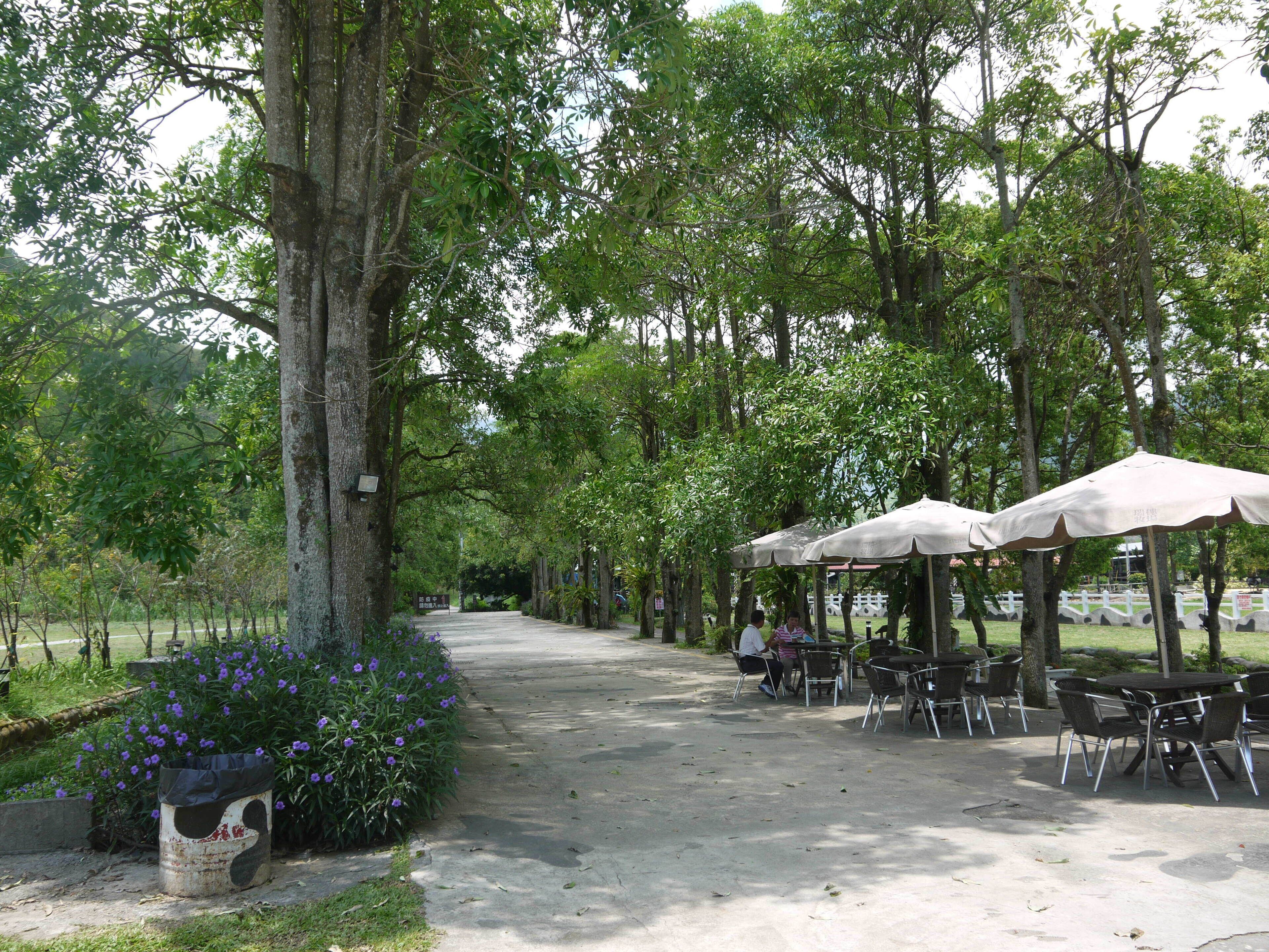 花蓮縣瑞穗鄉 瑞穗牧場 Ruisui Ranch(Ruisui,Hualien)