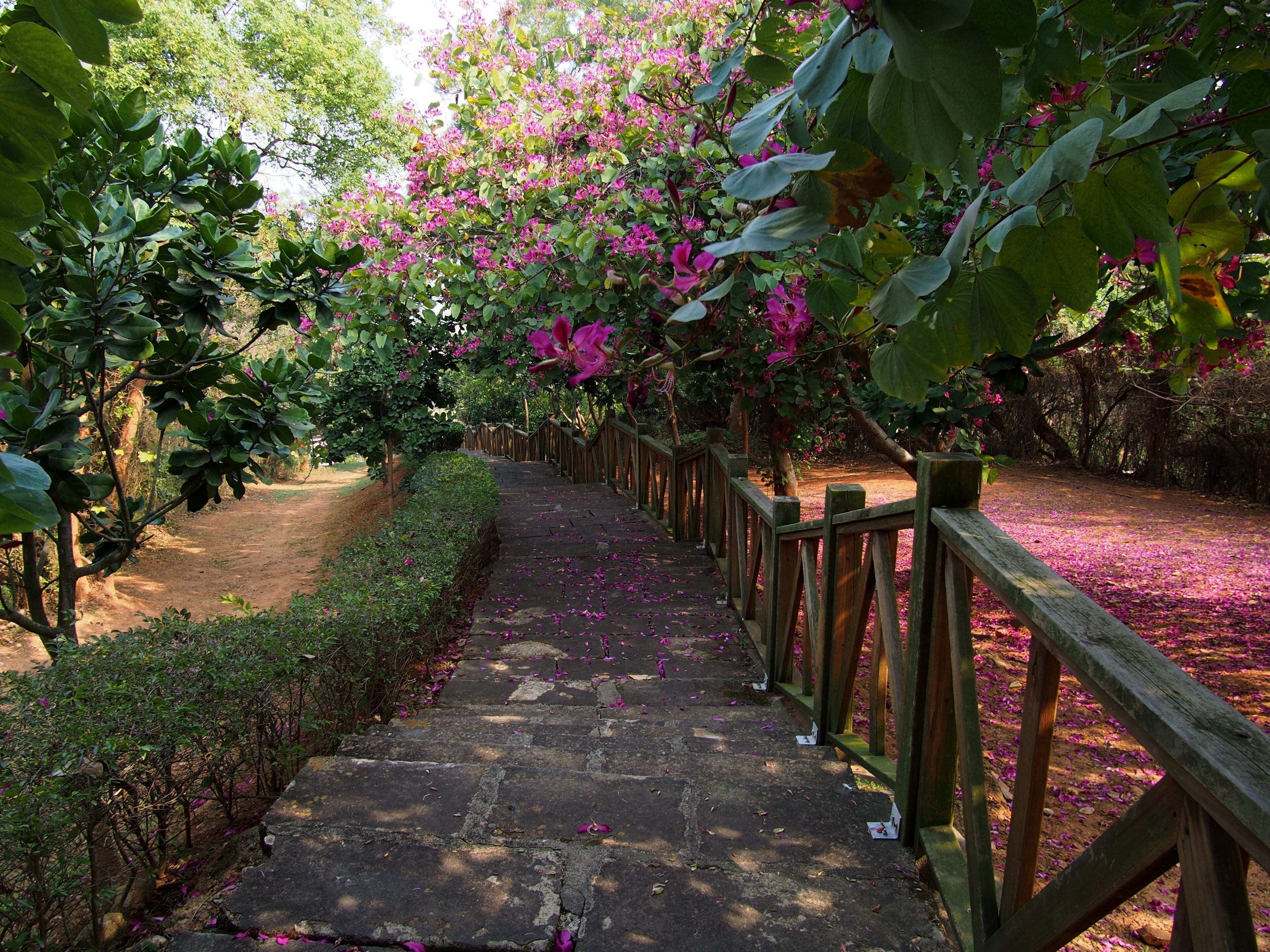 阳山步道 - Footpath in Yangshan Park - 2015.01