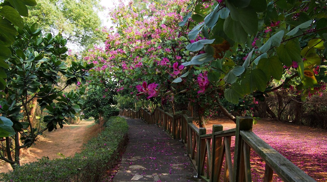 阳山步道 - Footpath in Yangshan Park - 2015.01