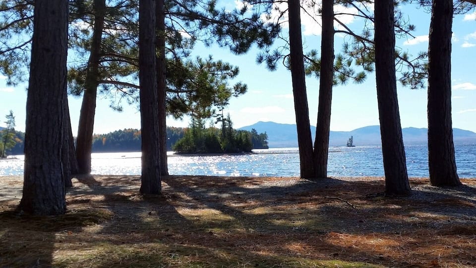 A forested area with tall trees and a lake.