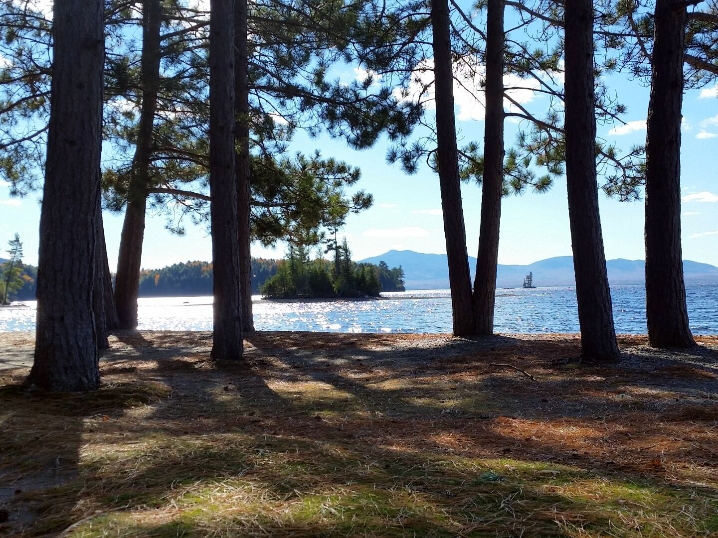 A forested area with tall trees and a lake.