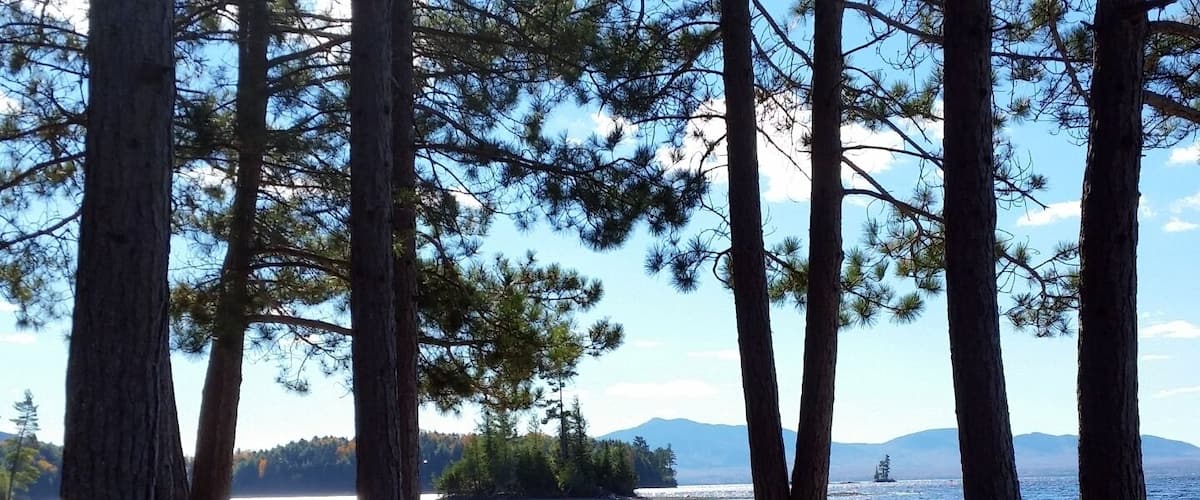 A forested area with tall trees and a lake.
