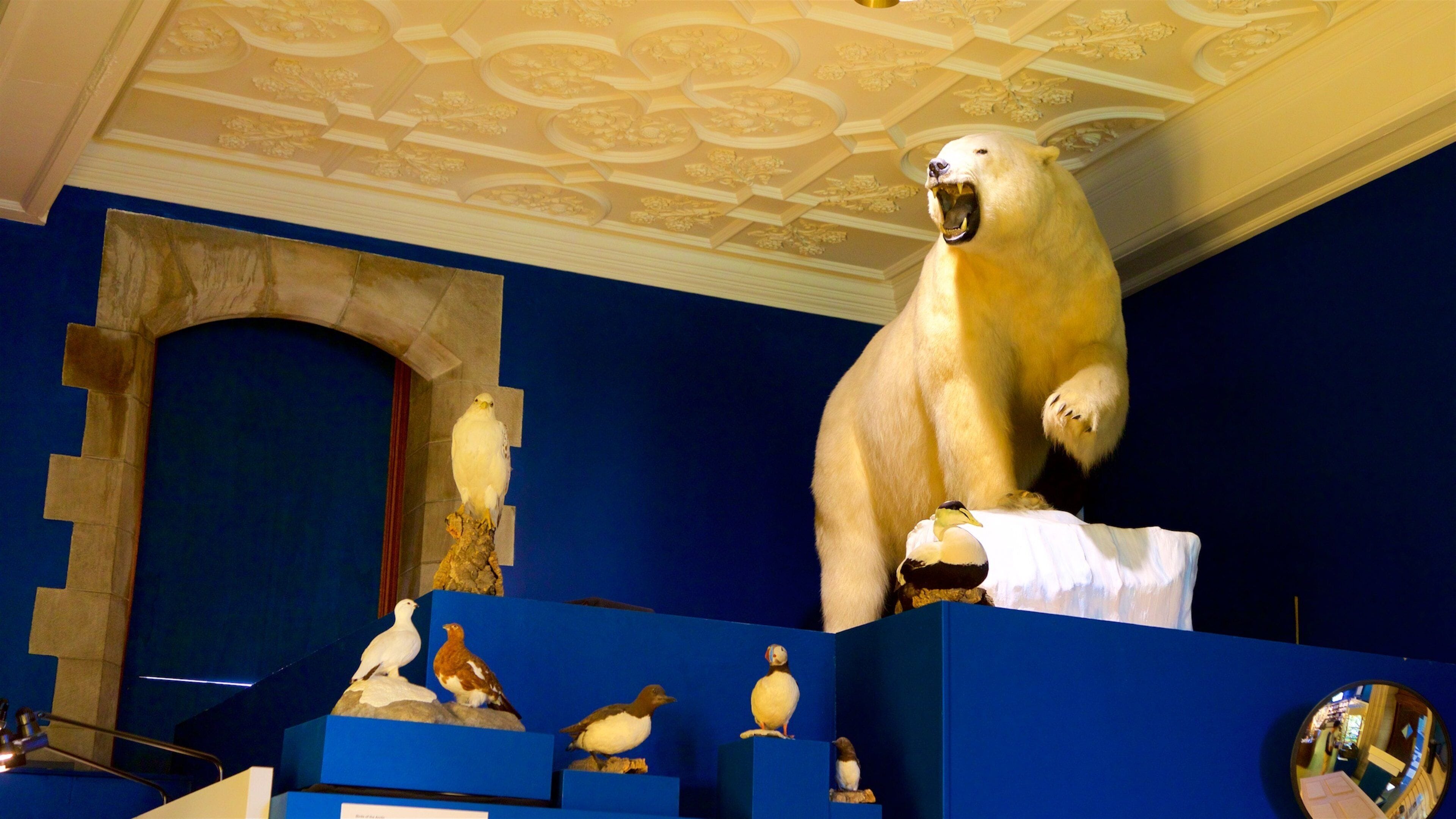 Peary-MacMillan Arctic Museum which includes interior views