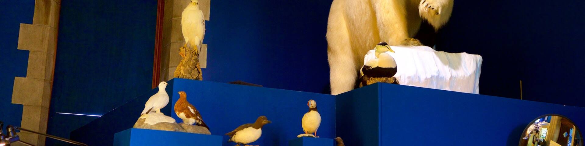 Museo del Ártico Peary-MacMillan mostrando vistas interiores