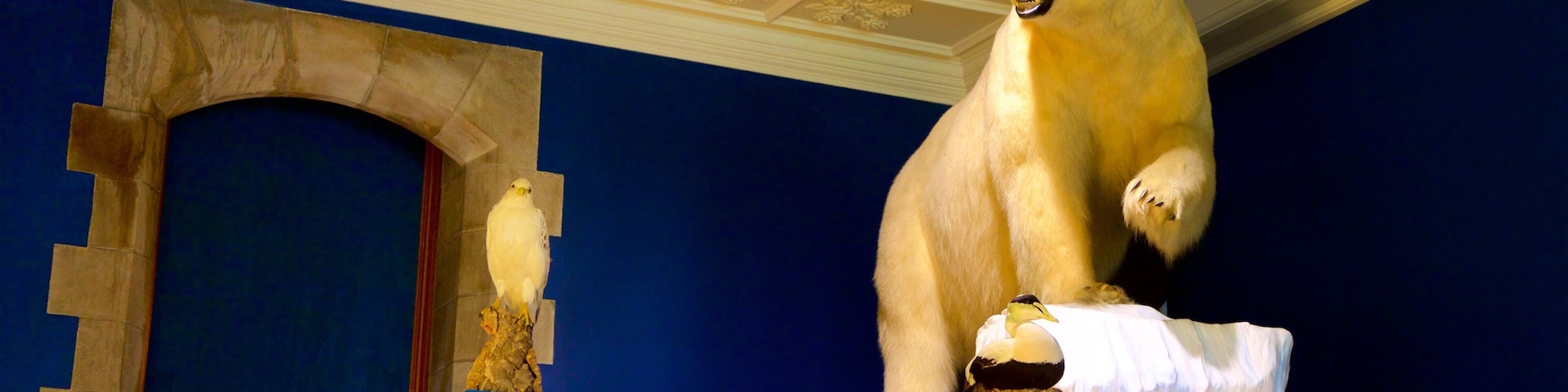 Museo del Ártico Peary-MacMillan ofreciendo vistas de interior