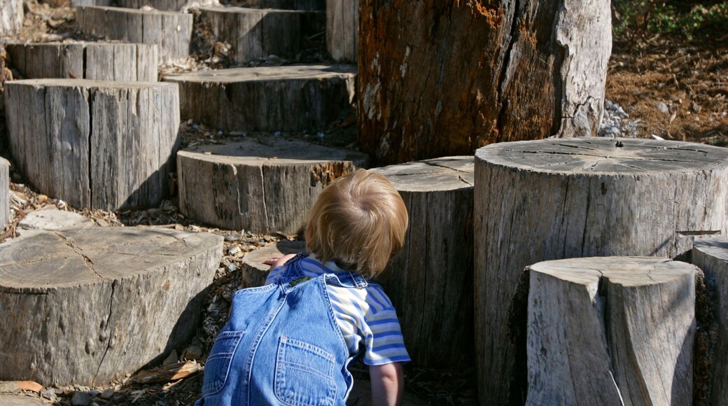 jack climbing stumps