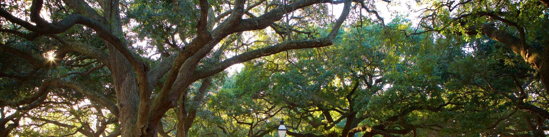 A park with large trees, a walking path, and people walking.