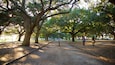 Ein Park mit großen Bäumen, einem Fußweg und Menschen, die spazieren gehen.