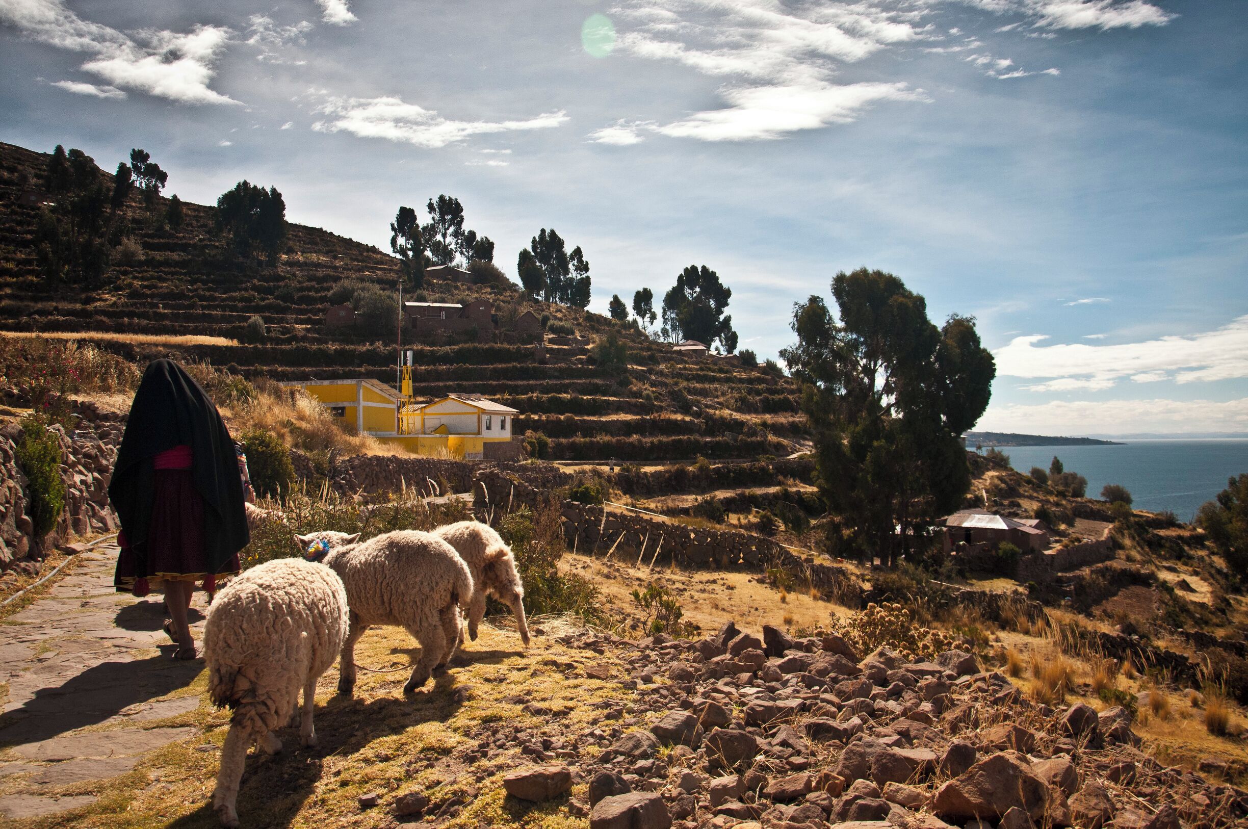A rural landscape with terraced fields, a stone pathway, and a person with sheep.