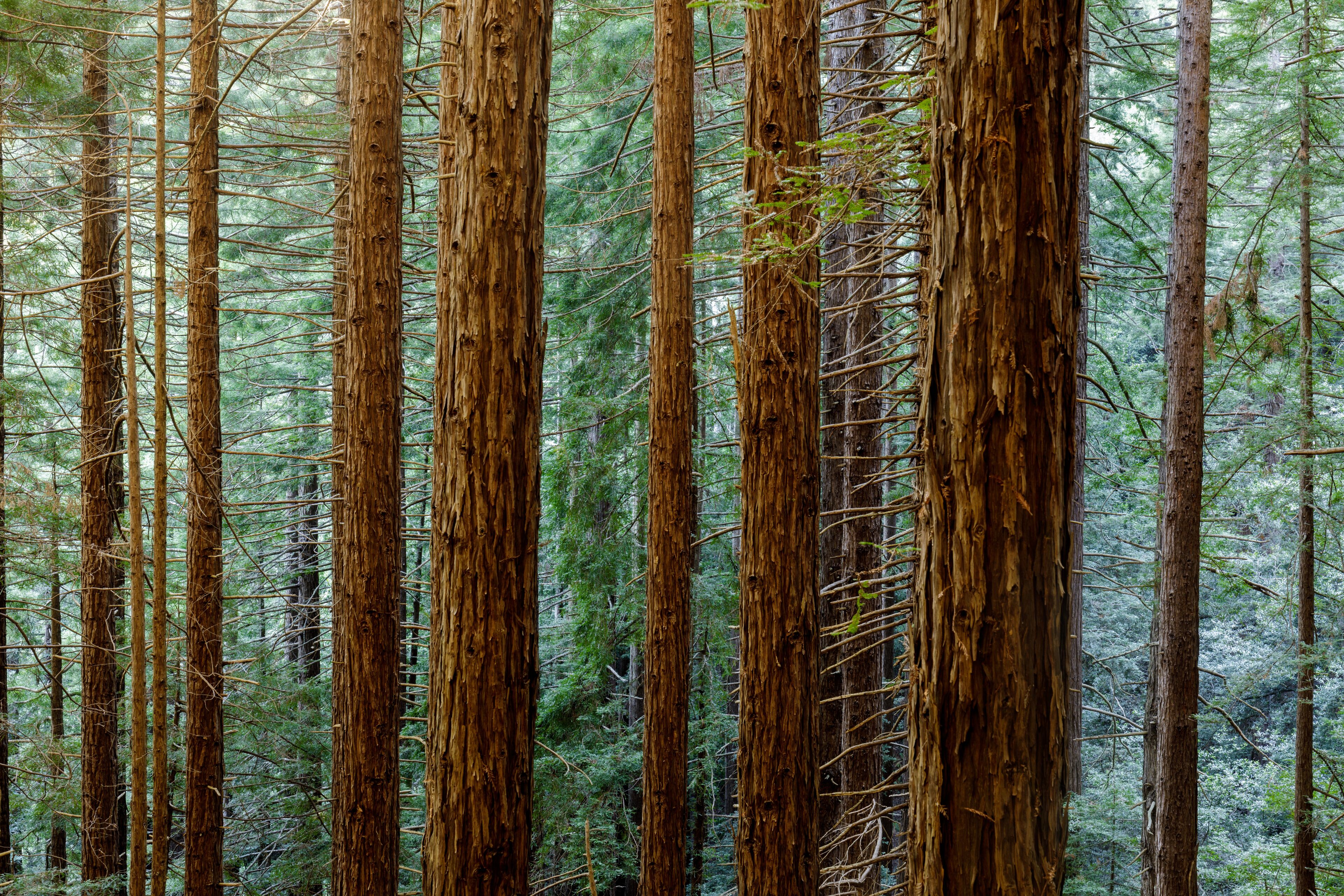 Redwood forest in Muir Woods National Park, Mill Valley, California, USA