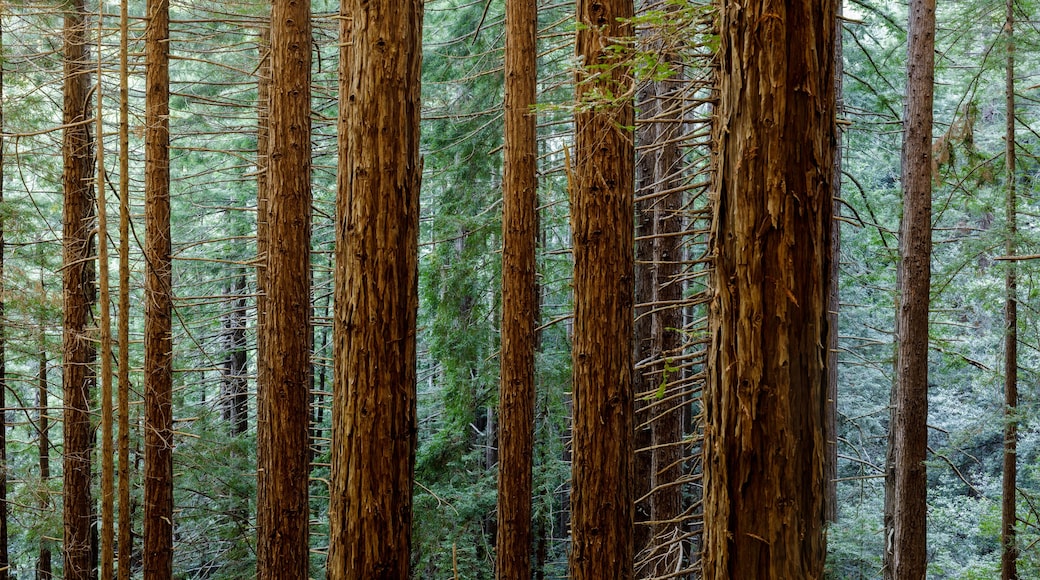 Redwood forest in Muir Woods National Park, Mill Valley, California, USA