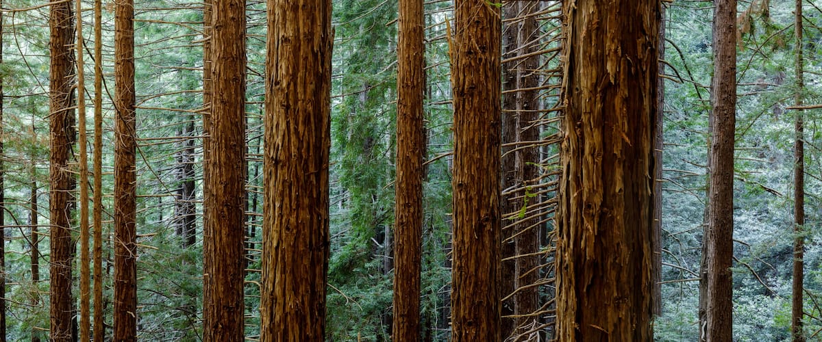 Redwood forest in Muir Woods National Park, Mill Valley, California, USA