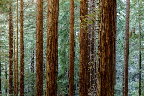 Redwood forest in Muir Woods National Park, Mill Valley, California, USA
