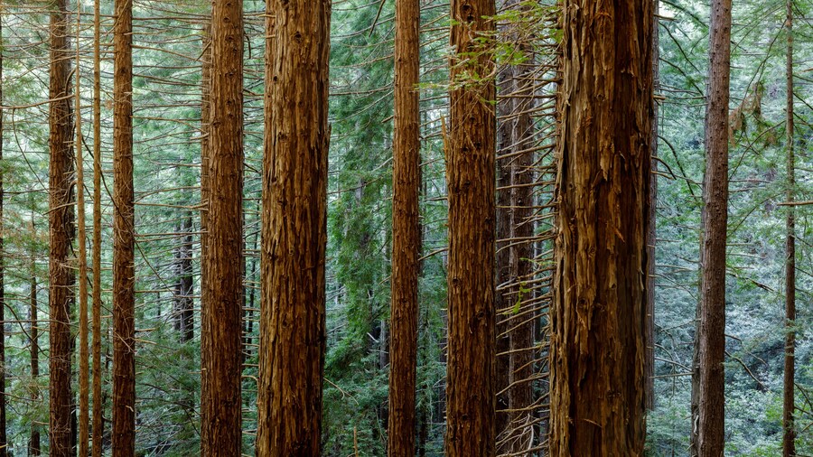 Redwood forest in Muir Woods National Park, Mill Valley, California, USA