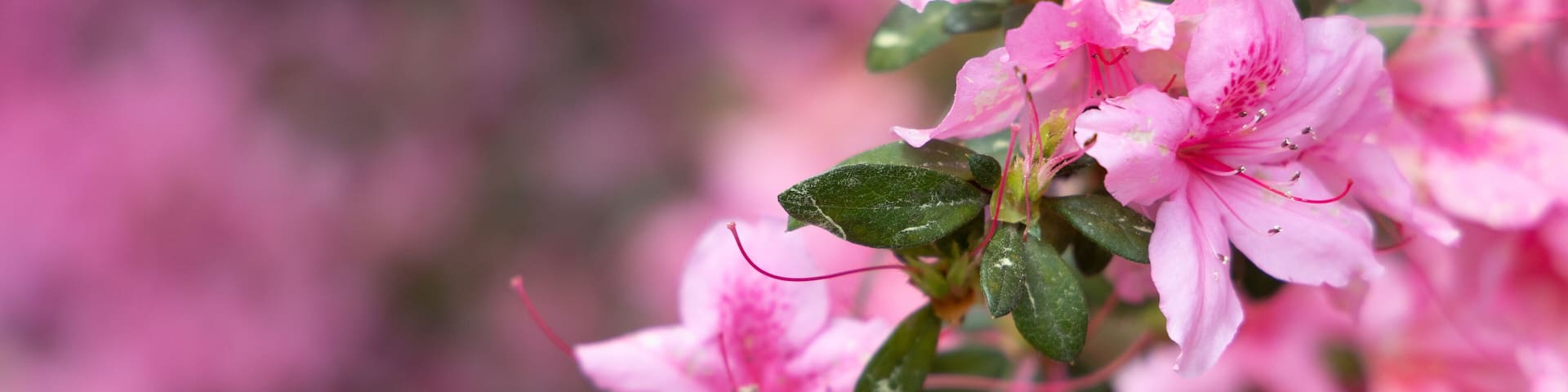 Close Up of Bright Pink Azalea Flowers at Azalea Park in Downtown Summerville, SC
