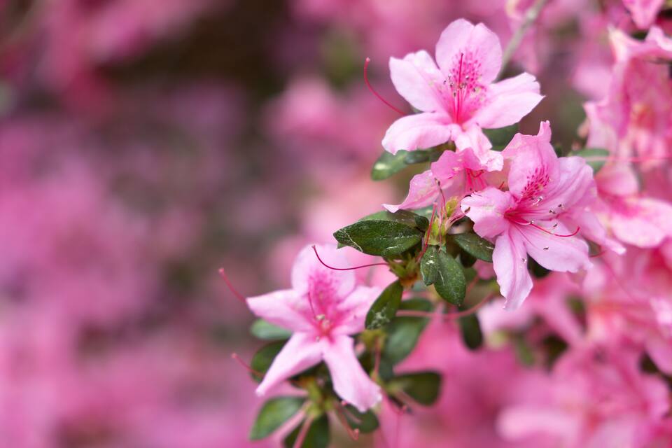 Flores rosadas con hojas verdes.