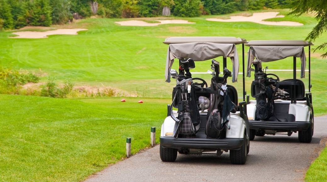 Club de golf Stone Tree