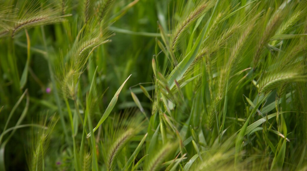 San Francisco which includes tranquil scenes