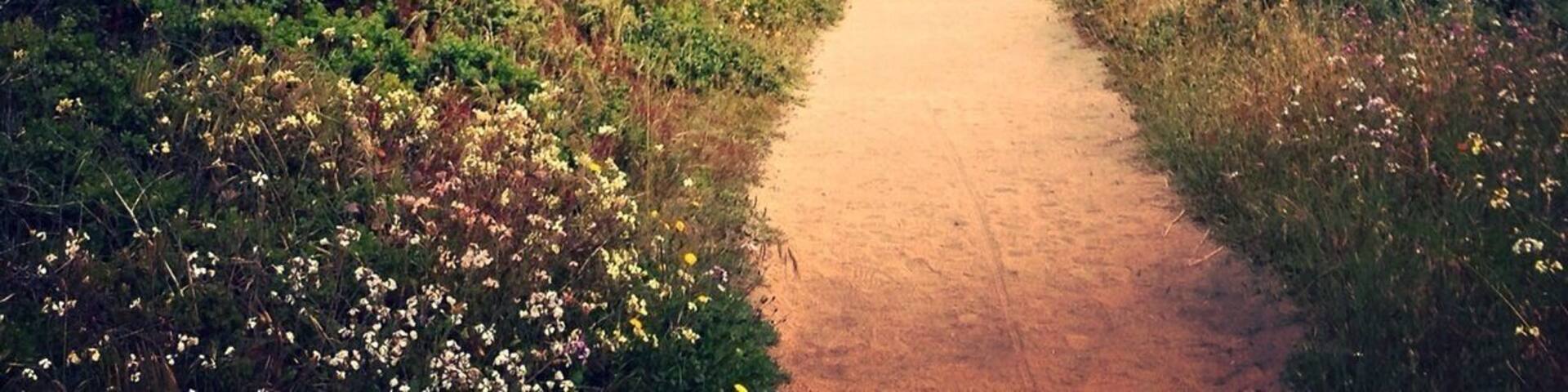 Beautiful trail in the Spring when the flowers and Tule Elk foals are about.