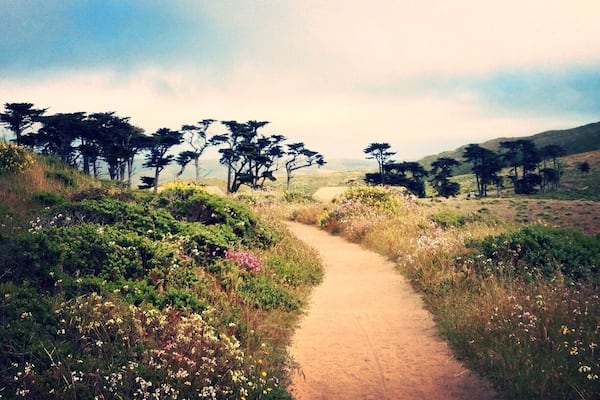 Beautiful trail in the Spring when the flowers and Tule Elk foals are about.