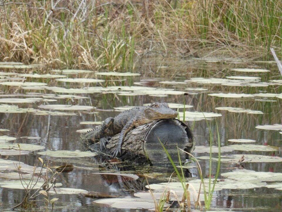 You can canoe this awesome swamp with real alligators! There's also a "swamparium" and butterfly house. Best $10 spent in Charleston!
