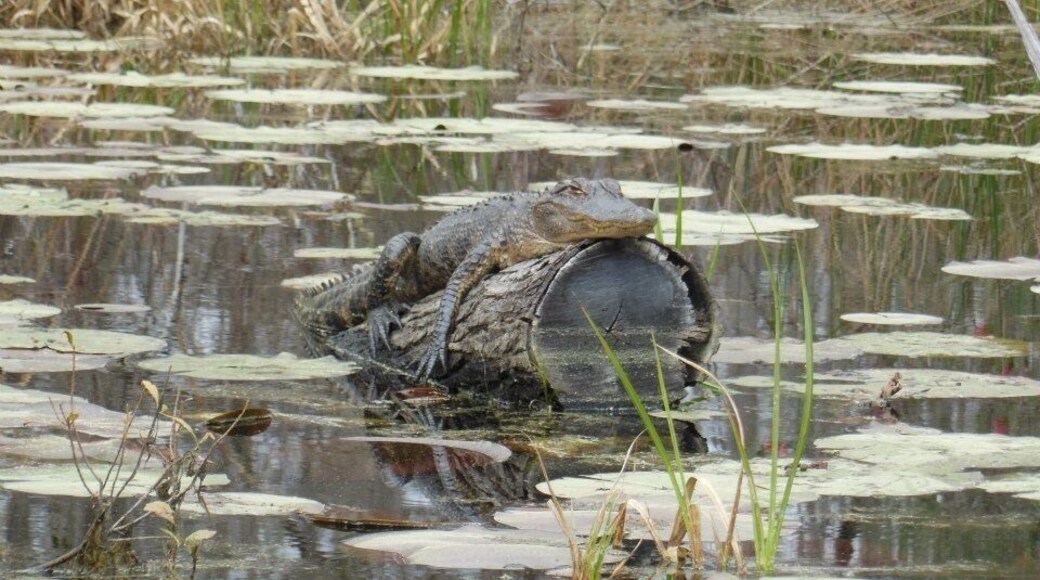 You can canoe this awesome swamp with real alligators! There's also a "swamparium" and butterfly house. Best $10 spent in Charleston!