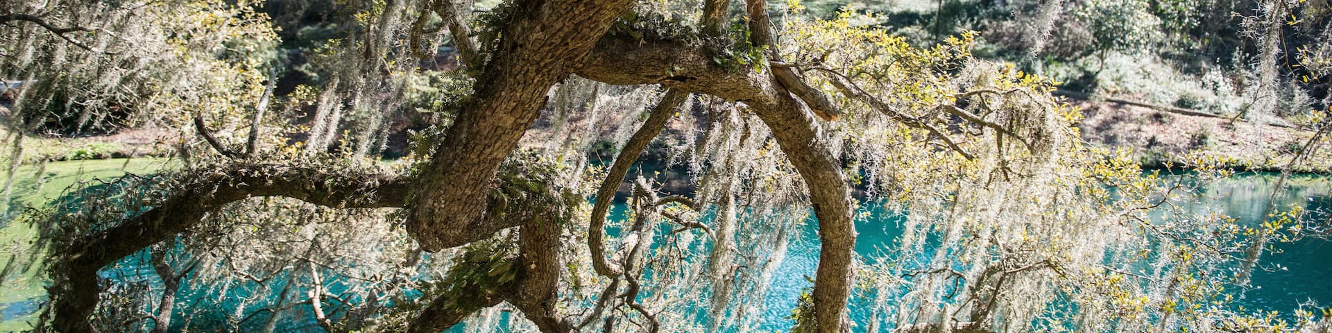 Oak Tree in Mepkin Abbey