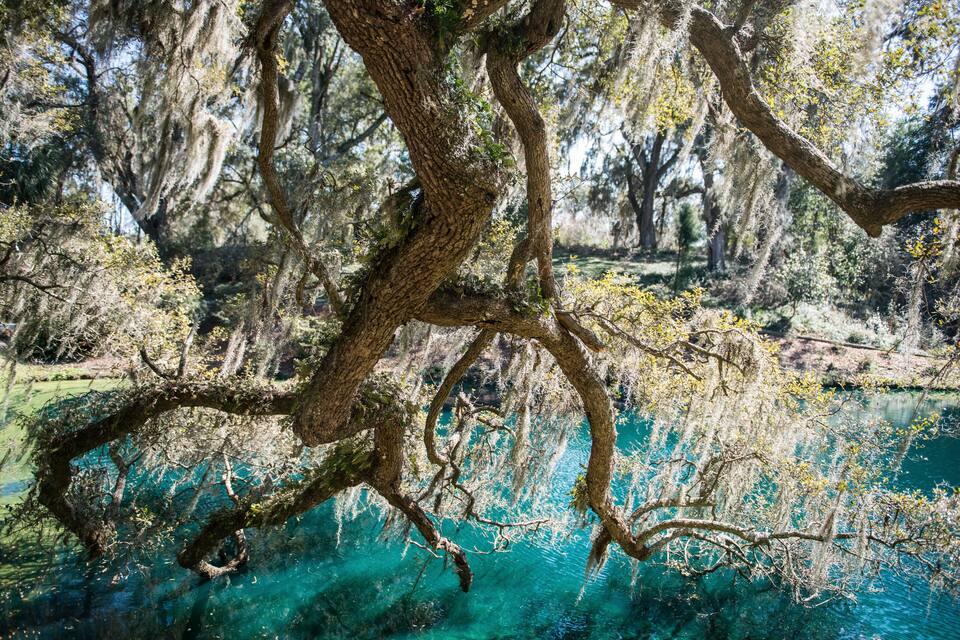 A tree with hanging moss over a clear blue water body.