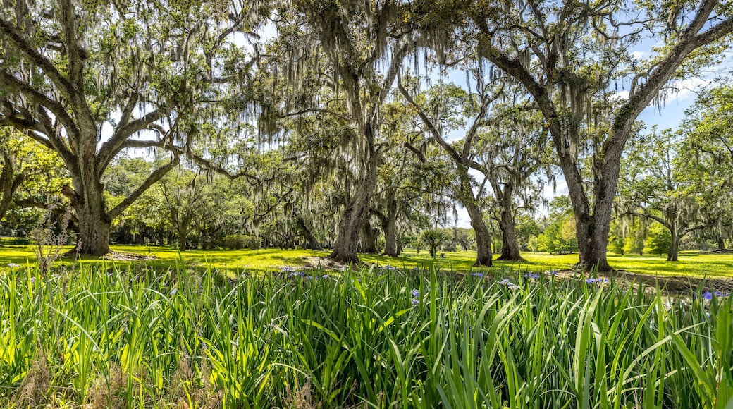 Boone Hall Plantation and Gardens