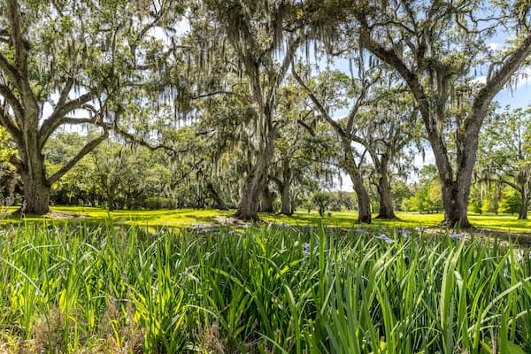 Lush green spring landscape in Louisiana with oak trees and spanish moss