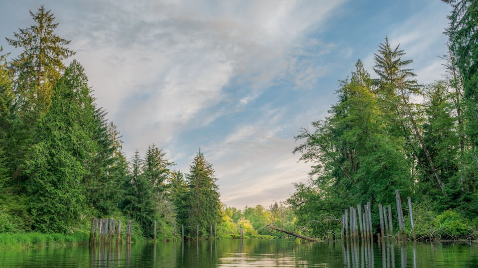 A calm river surrounded by dense green trees and wooden posts.