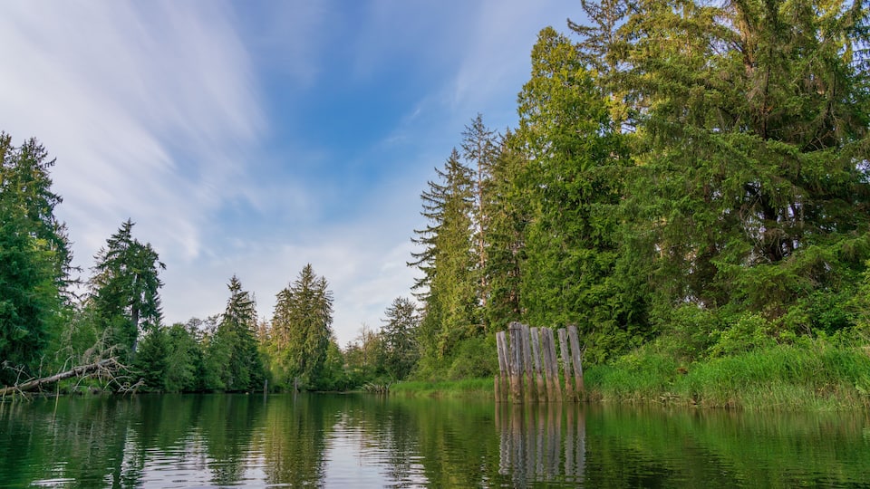 A calm lake surrounded by dense green forest and tall trees.